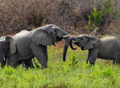 3-Day Camping Safari Big 5 - Affordable Safari Tour