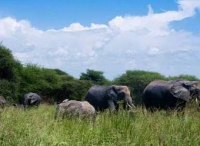 3-Day Best Of Ngorongoro Crater - Manyara - Tarangire Tour