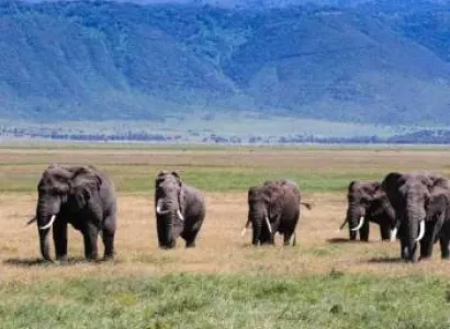 3 Days Tanzania Northern Circuit Affordable Safari Big Five Tour