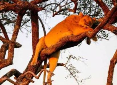 3 Days Big Five Of Serengeti And Ngorongoro Crater Tour