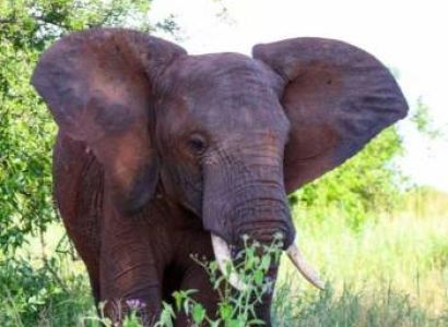 1-Day Safari In Tarangire National Park Tour