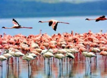 1-Day Lake Manyara National Park Unforgettable Safari Tour