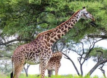 1-Day Arusha National Park Safari Tour
