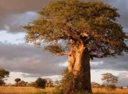 1 Day Amazing Safari To Tarangire National Park Tour