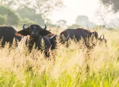 9 Days Safari To Selous - Mikumi And Ruaha Tour