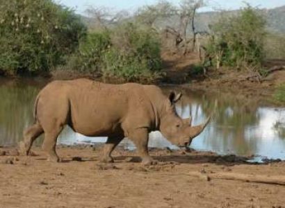 6 Days Safari Big 5 Of Selous And Ruaha Tour