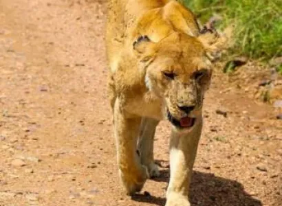 3-Day Affordable Safari In Mikumi National Park Tour