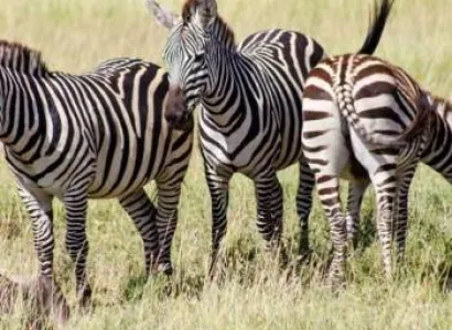 3 Days Mikumi Classic Southern Safari Tour