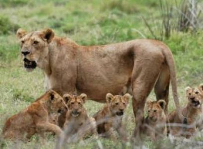 2-Day Safari Mikumi Park And Masai Village Excursion Tour
