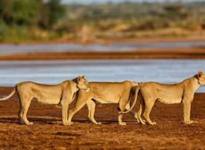 11 Days Classic Kenya Wildlife Safari - Maasai mara - Amboseli - Samburu Tour