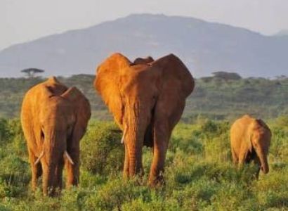 5 Days Samburu Safari Holiday And Cultural Tour