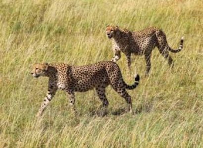 8 Days Tanzania And Kenya Classic Safari Vacation Tour