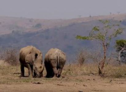 8 Days Kenya And Tanzania Combined Safari Holiday Tour