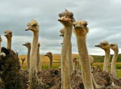 5-Day Kenya - Tanzania Combined Safari Wooden For Jambo Mara Tour