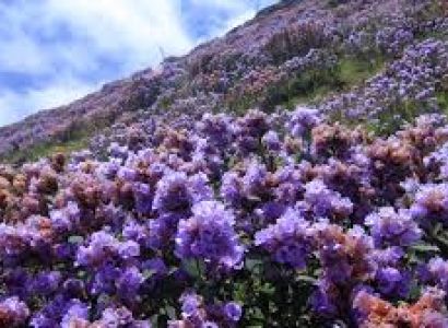 5 Nights 6 Days Munnar