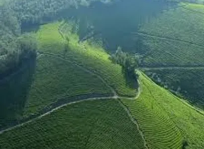 Munnar - Thekkady - Alleppey - Cochin Tour
