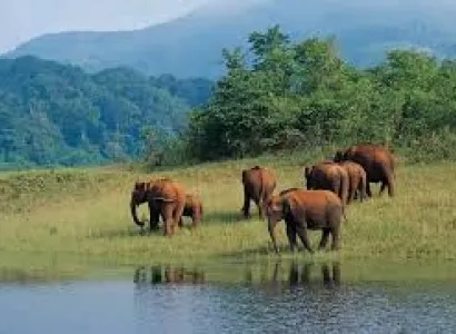 Munnar - Thekkady - Alleppey - Kovalam Tour