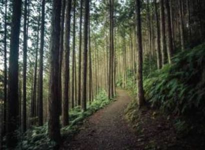 Jibhi - Tirthan Valley Trek Tour Package