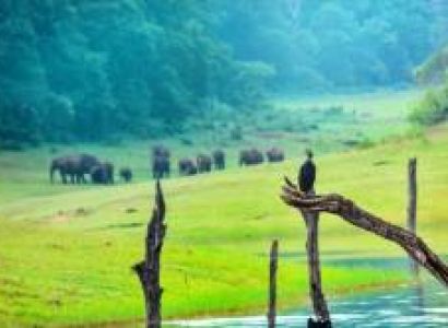 Thekkady Tour Packages