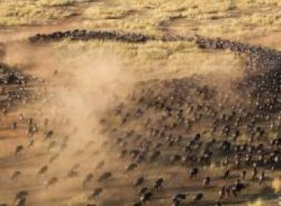 Masai Mara Safari Peak Season Offer - the Great Wildebeest Migration Experience