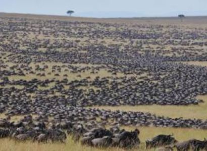 Masai Mara Best Value Luxury Safari - the Great Wildebeest Migration Group Joining  Experience