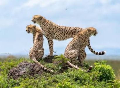 Masai Mara Best Value Safari- the Great Wildebeest Migration Group Joining  Experience