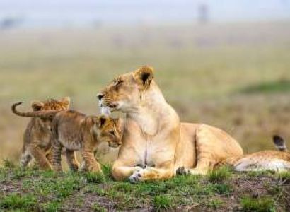 3 Days Masai Mara The Great Migration Joining Package