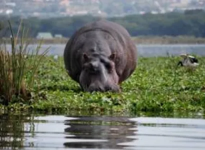 5 Days Masai Mara - Nakuru - Naivasha Safari Tour