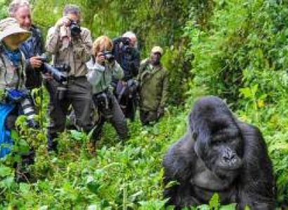5D Wildlife Uganda Queen Elizabeth And Mountain Gorilla Trekking Safari Tour