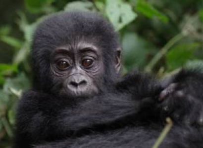 Kampala Tour Packages