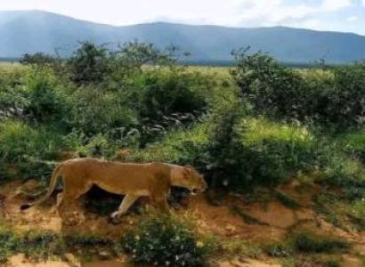 5 Days African Safari Tour - Best Of Kenyan Luxury Safari From Nairobi
