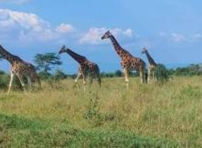 5 Days African Safari Tour - Best Of Kenyan Luxury Safari From Nairobi