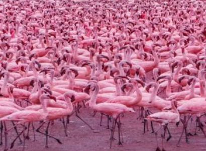 5 Days Masai Mara - Nakuru - Naivasha Budget Safari Package