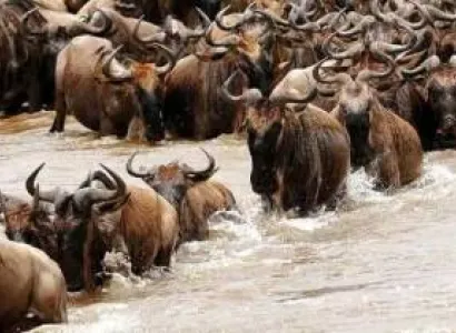 14 Days Magnificent Kenya Safari And Beach Tour