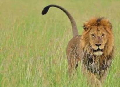 6 Days Wonderful Kenya-Nairobi-Samburu-Amboseli And Maasai Mara Tour