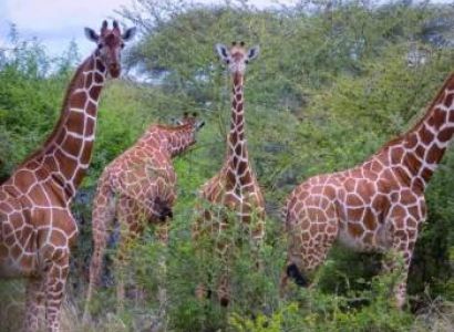 Manyara Tour Packages