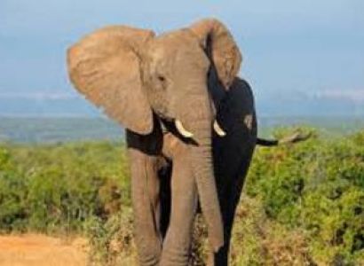 6 Days Kenya Luxury Best Value Safari – Samburu, Ol Pejeta, Lake Nakuru & Maasai Mara