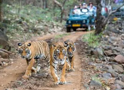 Kathmandu Pokhara Chitwan Tour Package