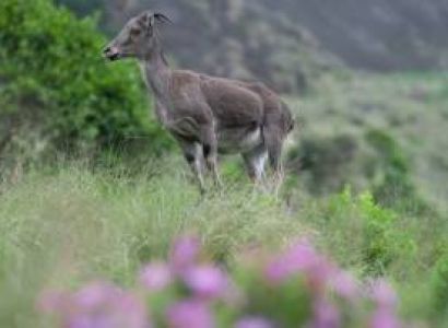 Thekkady Tour Packages