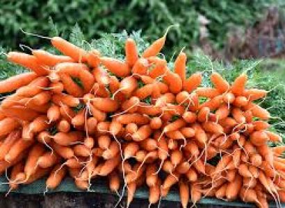 Ooty - Coimbtore - Pollachi - Valparai - Kodaikanal Tour