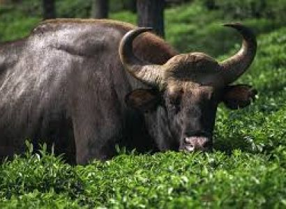 Ooty - Coimbtore - Pollachi - Valparai - Kodaikanal Tour