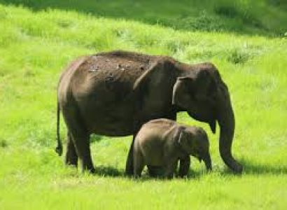 Thekkady Tour Packages