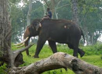 Masinagudi Tour Packages