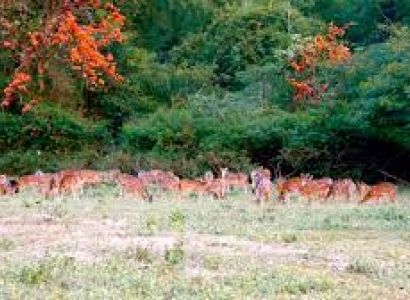 9 Night & 10days Honeymoon Package