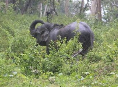 Group Package to Ooty