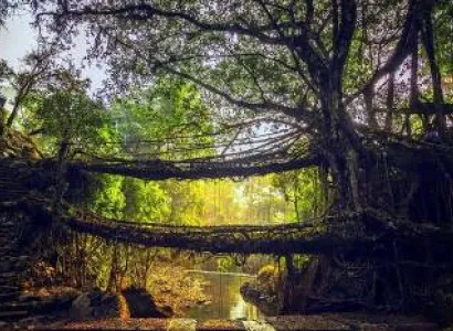 Mystic Meghalaya - Living Root Bridge Trek