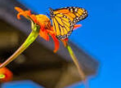 Kashmir Tour Package