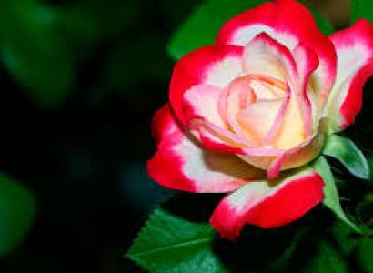 7 Days The Crown of Kashmir