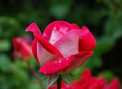 7 Days The Crown of Kashmir