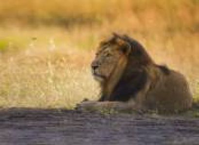 6n - 7d Surat Statue of Unity Vadodara - Rajkot - Dwaraka - Somnath and Gir Yatra